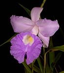 Sobralia unknown